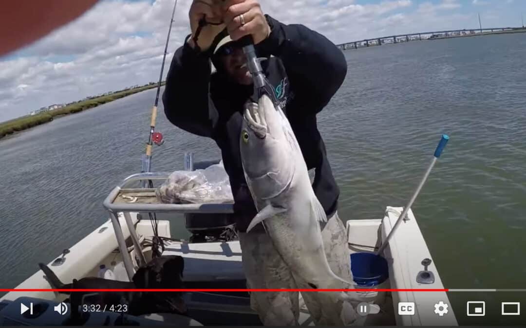 Catching Giant Bluefish in South Jersey