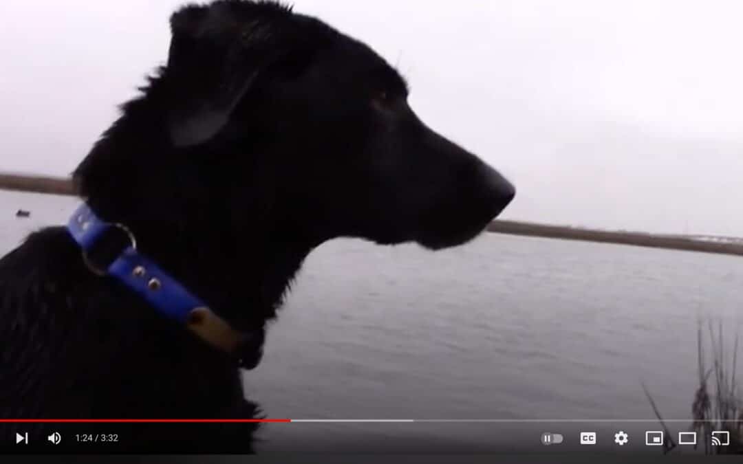 Coastal Hunting Brant in NJ with Fins and Feathers Outfitters