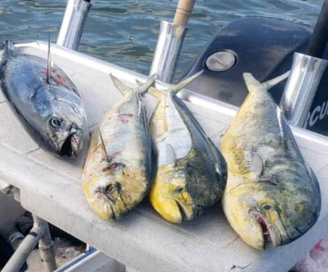 What’s in the water? Fishing with Fins and Feathers Outfitters in South Jersey