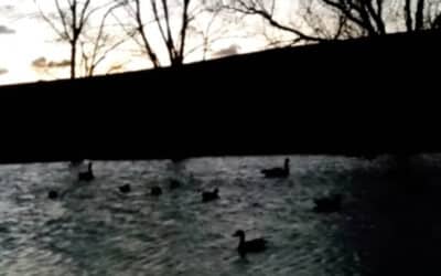 Duck opener 10 minutes too early