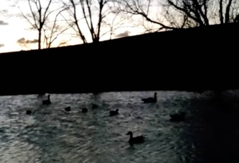 Duck opener 10 minutes too early