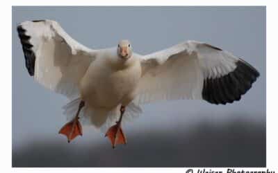 Snow goose season spring 2019