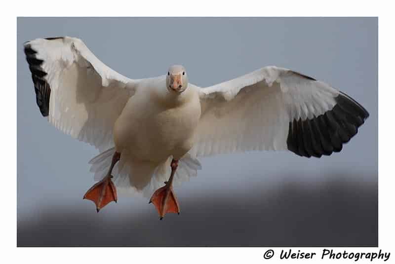 Snow goose season spring 2019