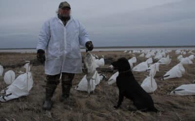 Spring Snow Geese