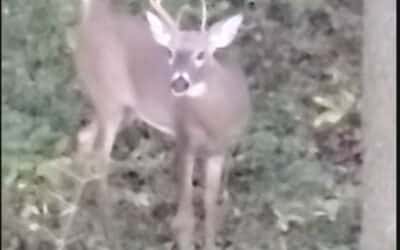 Whitetail buck working his way in Maryland