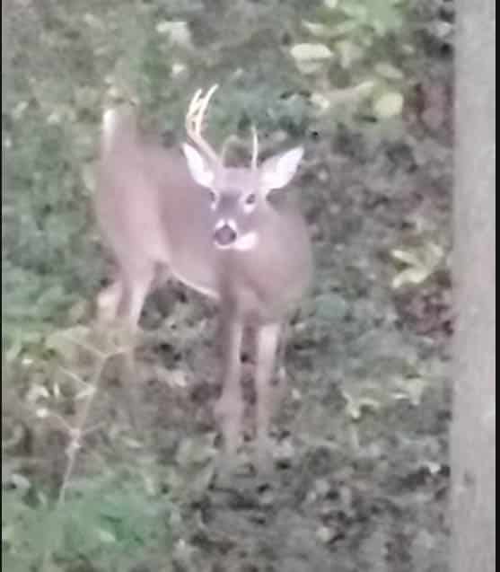 Whitetail buck working his way in Maryland